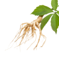 Panax Ginseng Root