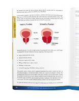 Inside All About The Prostate