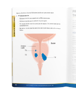Inside All About The Prostate