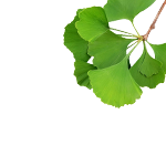 Ginkgo Biloba
