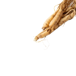 Panax Ginseng