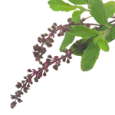 Tulasi (Ocimum Tenuiflorum)