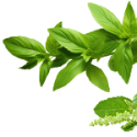Holy basil Leaf
