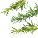 Rosemary Leaf